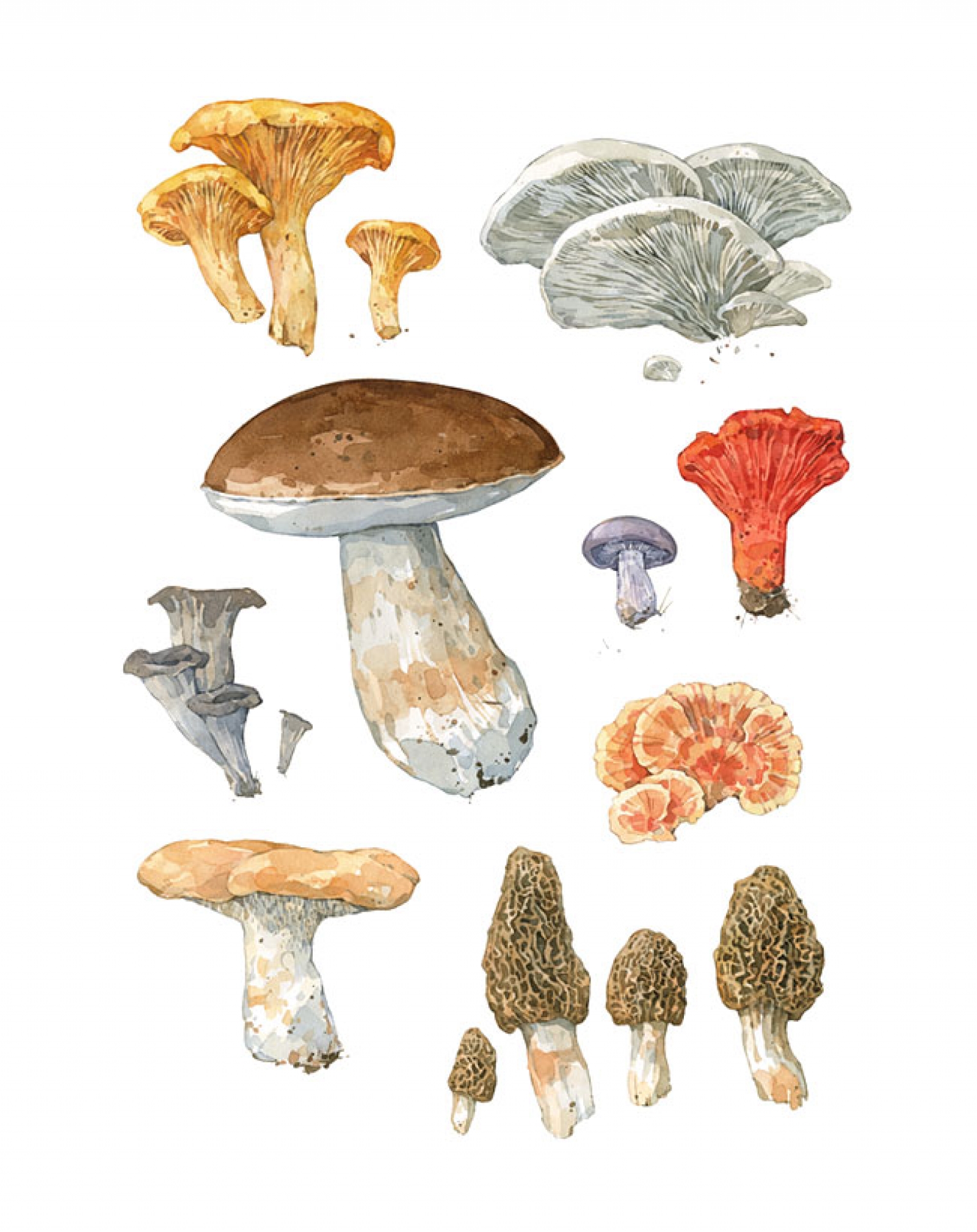1600x2018 Wild Edible Mushrooms Watercolor Art Print David Scheirer - Mushroom Watercolor
