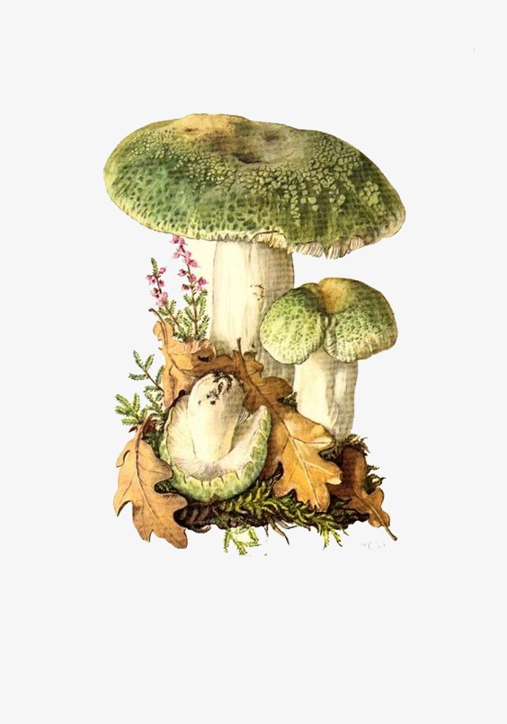 564x806 Hand Painted Watercolor Mushrooms, Watercolor Clipart, Mushroom - Mushroom Watercolor