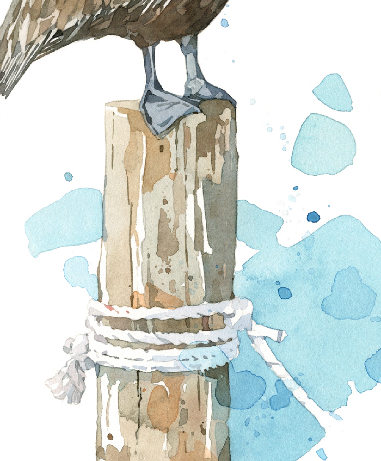 1600x1936 Pelican Watercolor Art Print, Coastal Wall Art David Scheirer - Nautical Watercolor