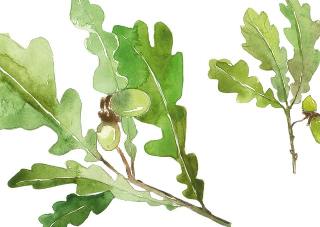 642x455 Botanical Watercolor Clipart Illustrations Oak Leaf Clipart Etsy - Oak Leaf Watercolor