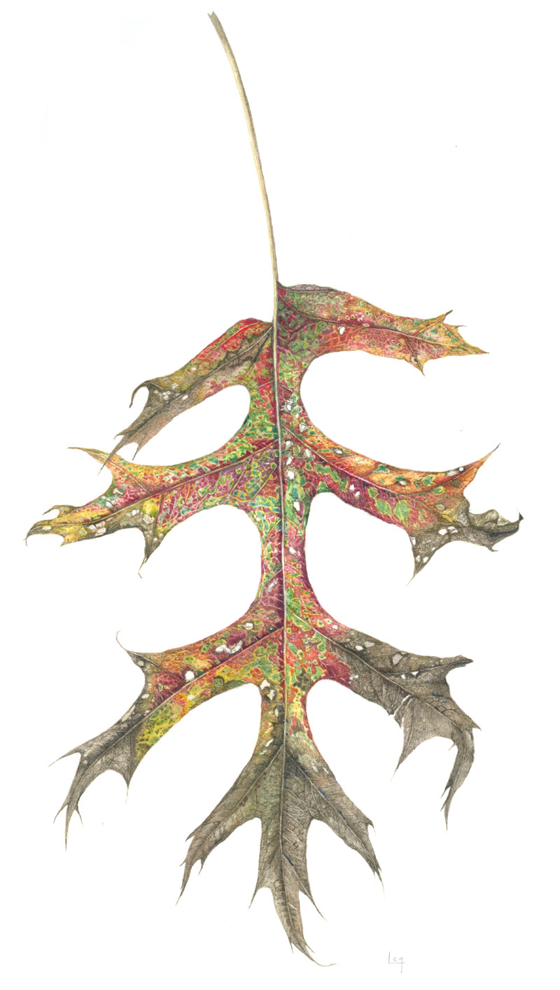 800x1415 Original Watercolor - Oak Leaf Watercolor