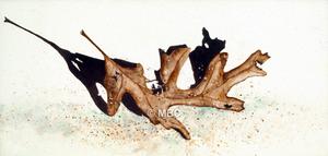 300x143 Oak Leaf - Oak Leaf Watercolor