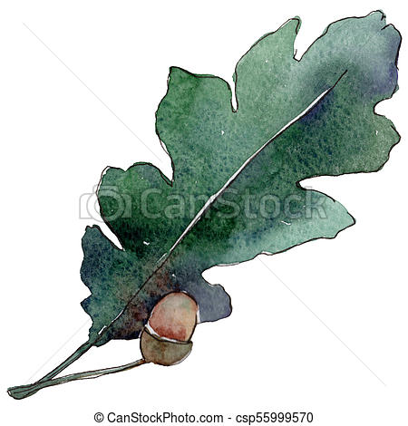 450x470 Oak Leaves In A Watercolor Style Isolated. Aquarelle Leaf For - Oak Leaf Watercolor