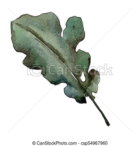 450x470 Oak Leaves In A Watercolor Style Isolated. Aquarelle Leaf... Stock - Oak Leaf Watercolor