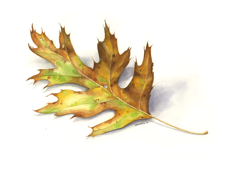 792x612 Steve Mitchell - Oak Leaf Watercolor