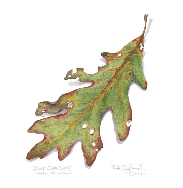 593x609 The Website Of Ruth Tietjen Councell - Oak Leaf Watercolor