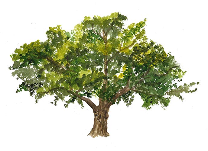 688x500 Oak Tree Art - Oak Leaf Watercolor
