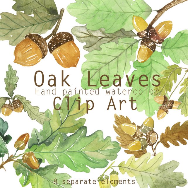 642x642 Oak Leaves And Acorns Watercolor Clip Art Printable Foliage Etsy - Oak Watercolor