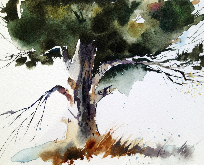 800x649 Pamela Harnois Art Oak Tree - Oak Watercolor