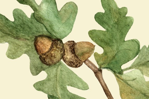 570x379 Watercolor Oak Clip Art Wreath Etsy - Oak Watercolor