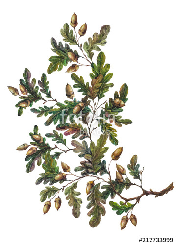 359x500 Watercolor Oak Branch Decoration Stock Image And Royalty Free - Oak Watercolor