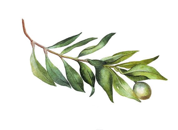570x417 Olive Branch Watercolor Painting Original Tattoos - Olive Branch Watercolor