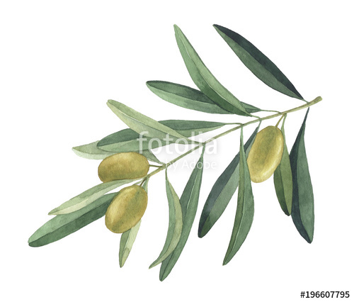 500x426 Olive Branch. Watercolor Illustration Stock Photo And Royalty - Olive Branch Watercolor