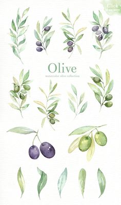 236x399 351 Best Olive Oil Images In 2018 Olive Oils, Olive - Olive Branch Watercolor