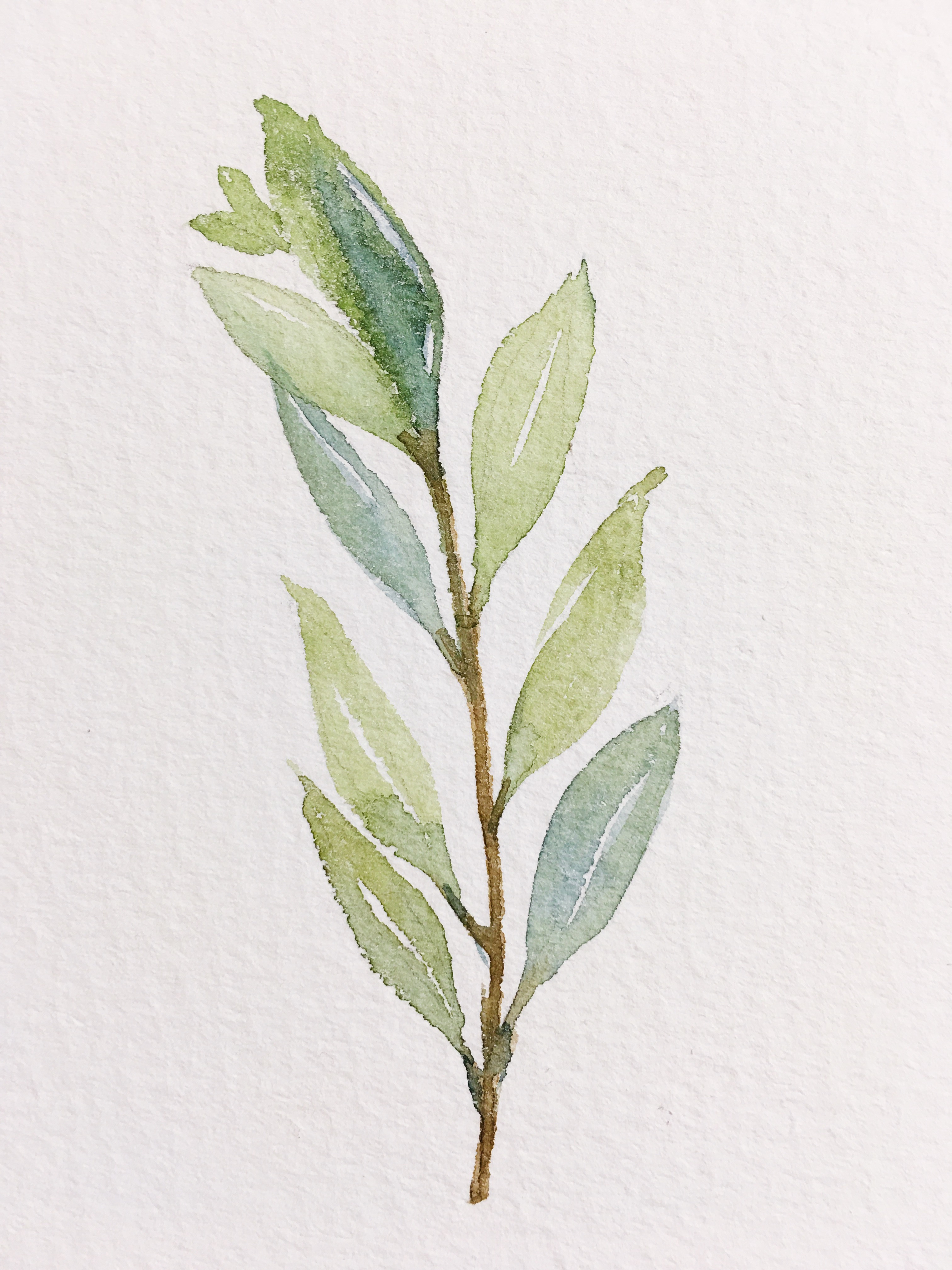 3024x4032 Watercolor Olive Branch Red Letter Day - Olive Branch Watercolor
