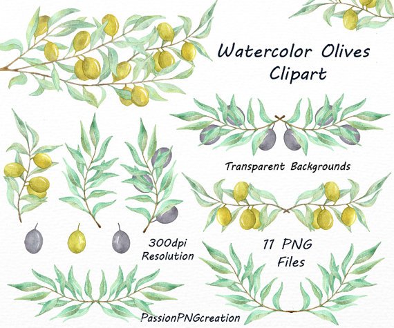 570x475 Watercolor Olives Clipart, Png, Olive Branch, Olive Tree Clip Art - Olive Branch Watercolor