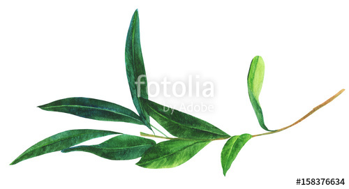 500x271 Watercolor Drawing Of Green Olive Branch, Isolated On White Stock - Olive Branch Watercolor