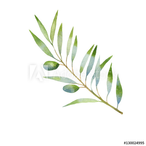 500x500 Olive Branch Watercolor. Isolated On White Background. Hand Drawn - Olive Branch Watercolor
