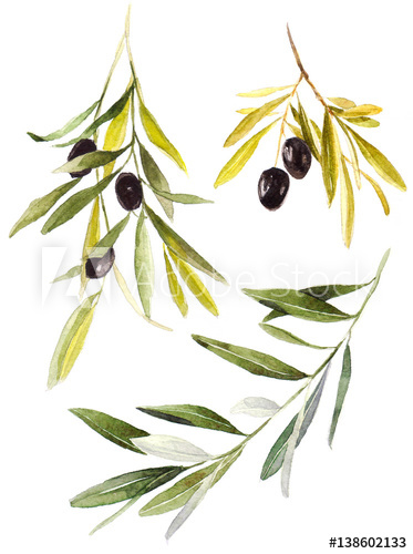 373x500 Collection Set Olive Branches With Olives On White Background - Olive Branch Watercolor