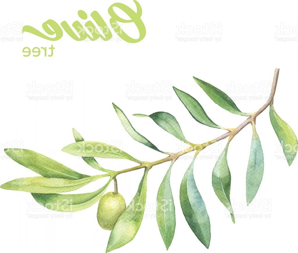 1228x1044 Green Watercolor Olive Branch Gm Lazttweet - Olive Branch Watercolor