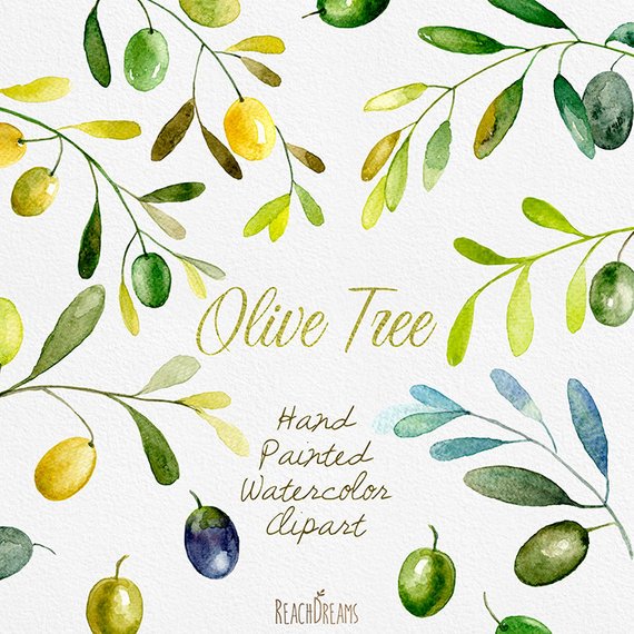 570x570 Olive Watercolor Clipart. Hand Painting Olive Art Diy Etsy - Olive Watercolor