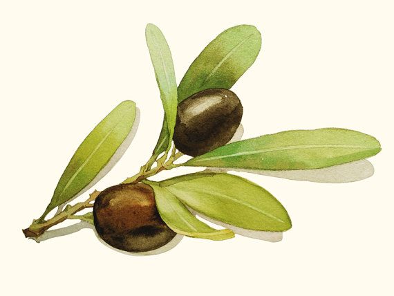570x428 Olives Painting - Olive Watercolor