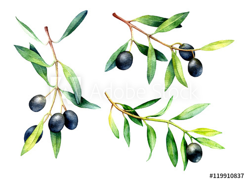 500x365 Set Of Hand Drawn Watercolor Olive Branches. - Olive Watercolor