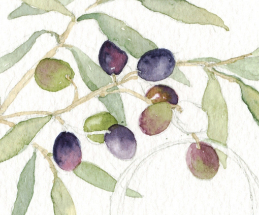 510x423 Everyday Artist Step By Step Watercolor Olive Sketch - Olive Watercolor