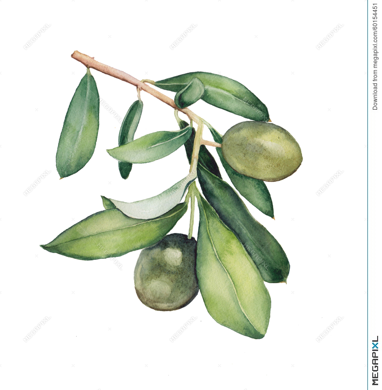 783x800 Watercolor Painting Of Green Olive Branch Illustration 60154451 - Olive Watercolor
