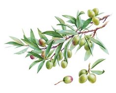 236x190 Watercolor Olive Sawyer Watercolor, Creative And - Olive Watercolor