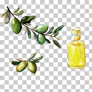 310x310 Watercolor Painting Olive Wreath Olive Branch, Olive Png Clipart - Olive Watercolor