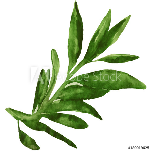 500x500 Olive Watercolor Illustration - Olive Watercolor