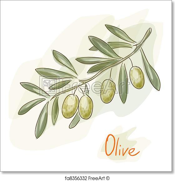 561x581 Free Art Print Of Olive Branch. Watercolor Style. Branch Of Green - Olive Watercolor