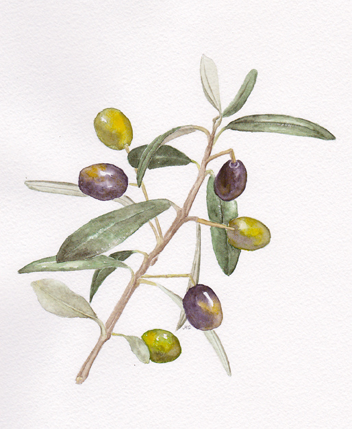 Olive Watercolor at PaintingValley.com | Explore collection of Olive ...