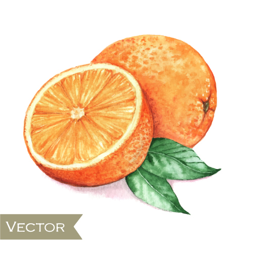 500x500 Watercolor Orange With Green Leaves Vector 01 Free Download - Orange Watercolor