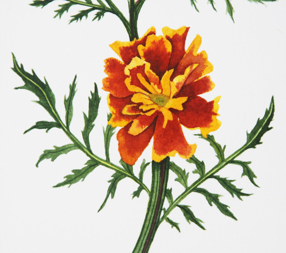 1000x887 Orange Marigolds Watercolor Painting My Giant Strawberry - Orange Watercolor Painting