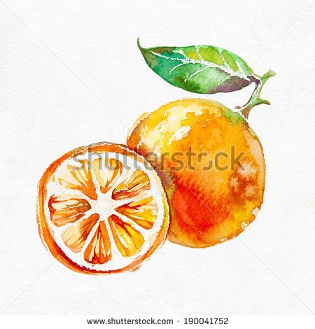 450x470 Fruit Watercolor Paintings Orange Fruit, Watercolor Painting On - Orange Watercolor Painting