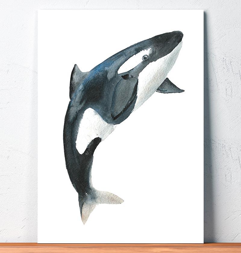 800x842 Orca I - Orca Watercolor