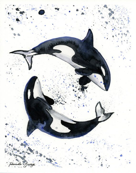 570x723 Orca Print - Orca Watercolor