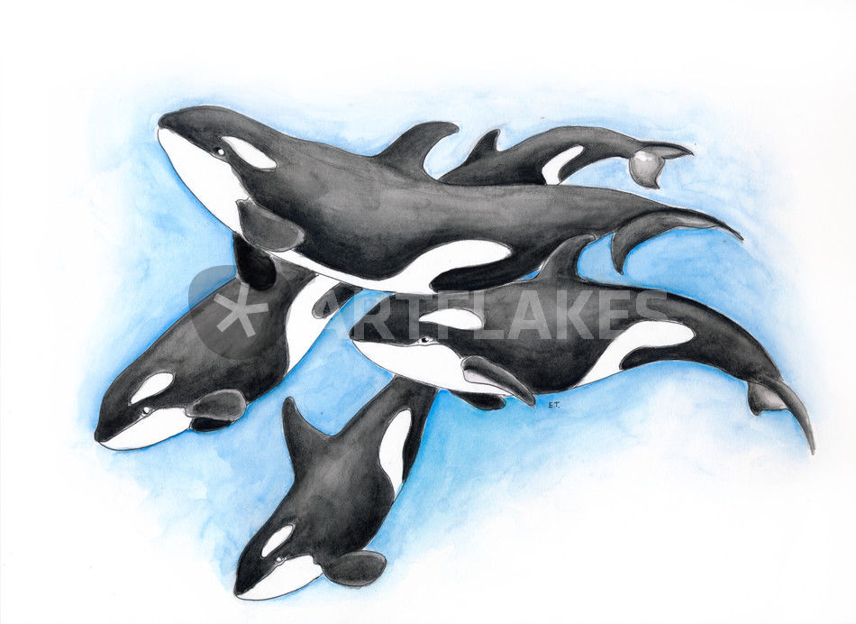 950x692 Orca Whales Pod Family Watercolor Art Painting Art Prints And - Orca Watercolor
