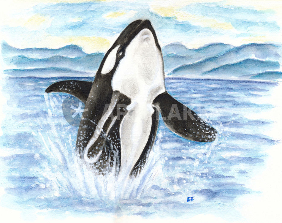 950x751 Breaching Orca Killer Whale Watercolor Art Painting Art Prints - Orca Watercolor