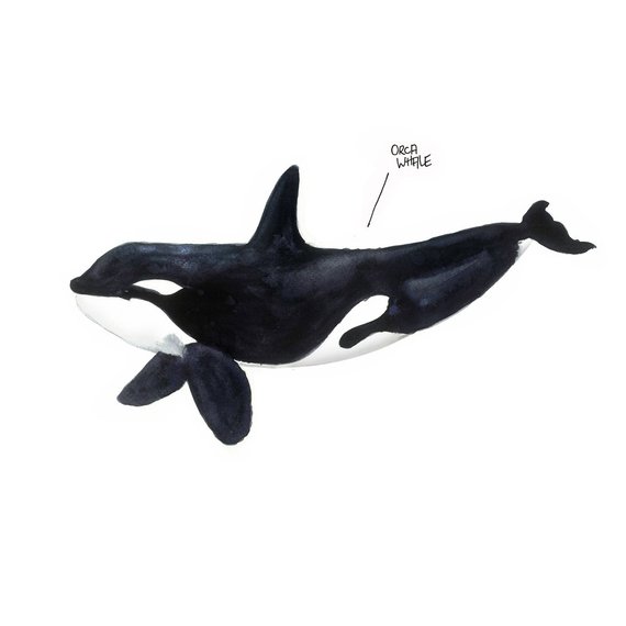 570x570 Orca Whale Watercolor Painting Whale Illustration Digital Etsy - Orca Whale Watercolor