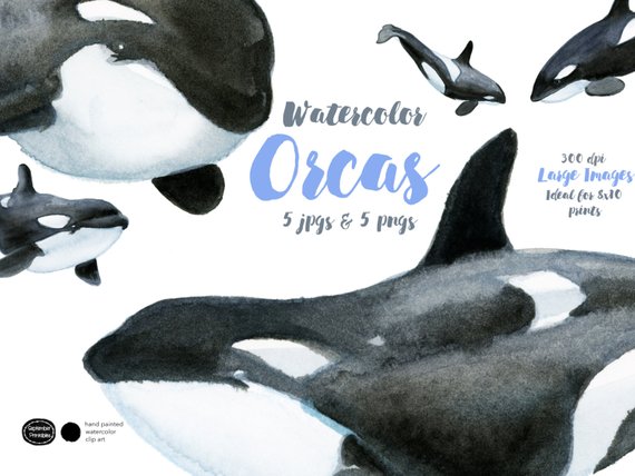 570x428 Watercolor Killer Whales Watercolor Orcas Orca Clipart Etsy - Orca Whale Watercolor