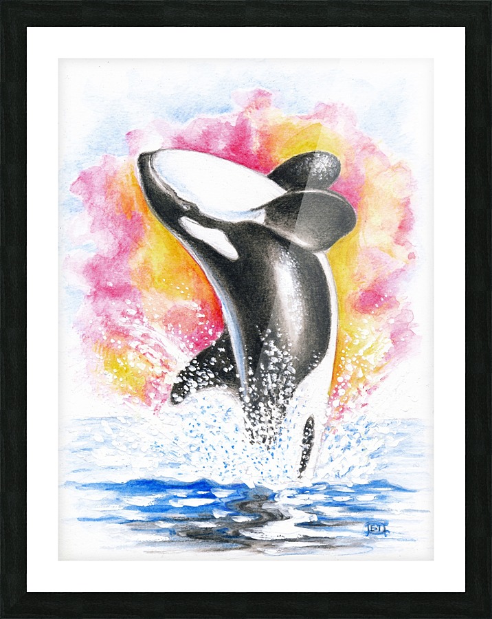 716x900 Breaching Orca Killer Whale Watercolor - Orca Whale Watercolor