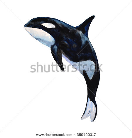 450x470 Collection Of Free Grampuses Clipart Killer Whales. Download On - Orca Whale Watercolor