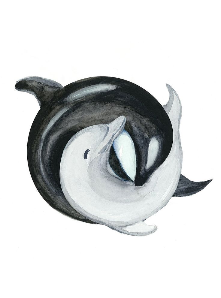 736x993 Drawn Dolphins Killer Whale - Orca Whale Watercolor