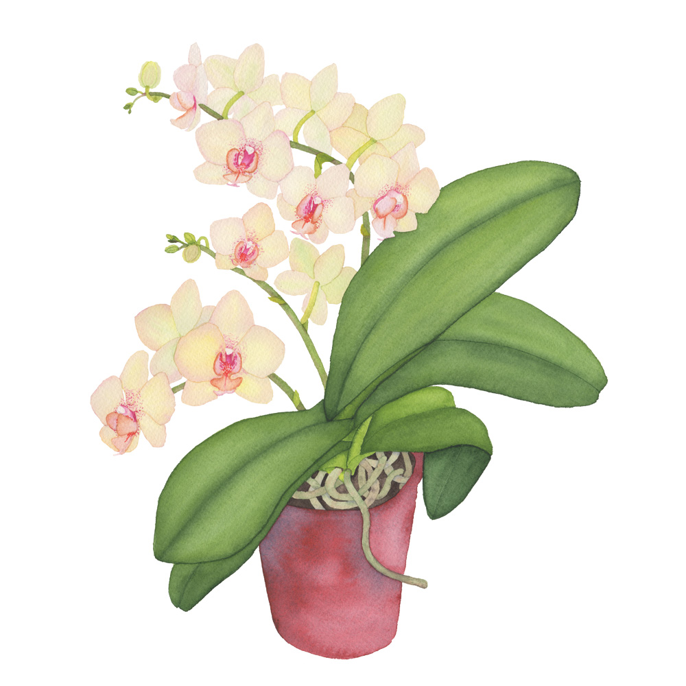 1000x1000 Peach Orchid Watercolor Painting My Giant Strawberry - Orchid Paintings Watercolor