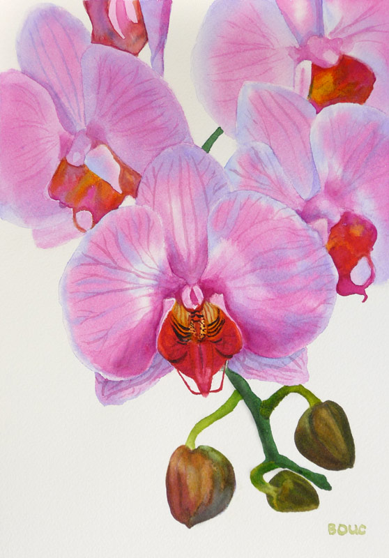 558x800 Refusing To Fail Or Quit It Was Either Me Or The Jana - Orchid Paintings Watercolor