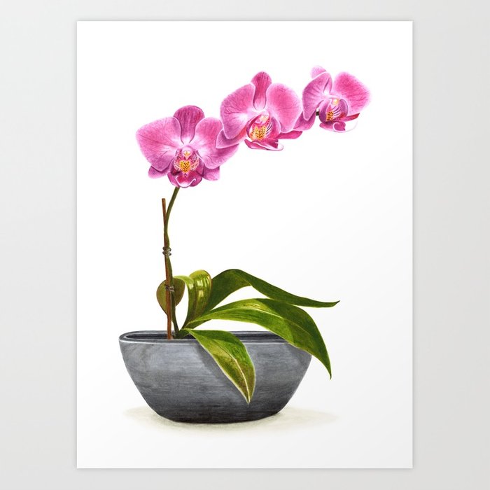 700x700 Watercolor Orchid Art Print By Sophiajcaldwell Society6 - Orchid Paintings Watercolor