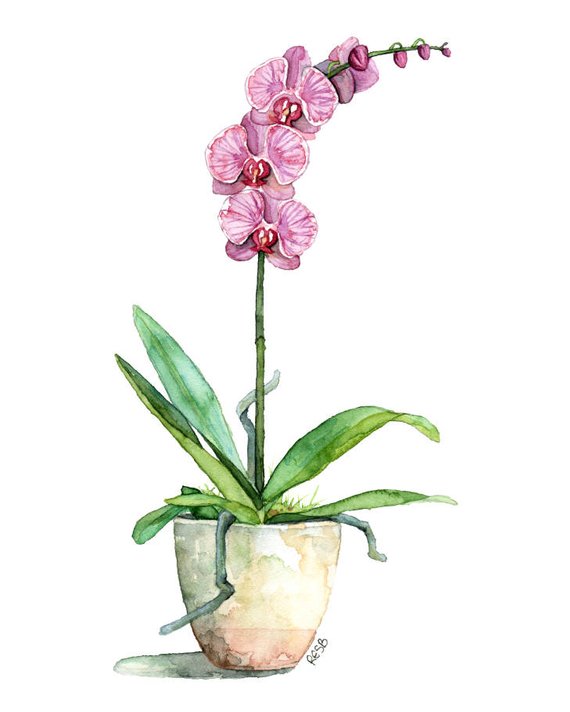 570x712 Watercolor Orchid Painting Print Titled Fuchsia Etsy - Orchid Paintings Watercolor